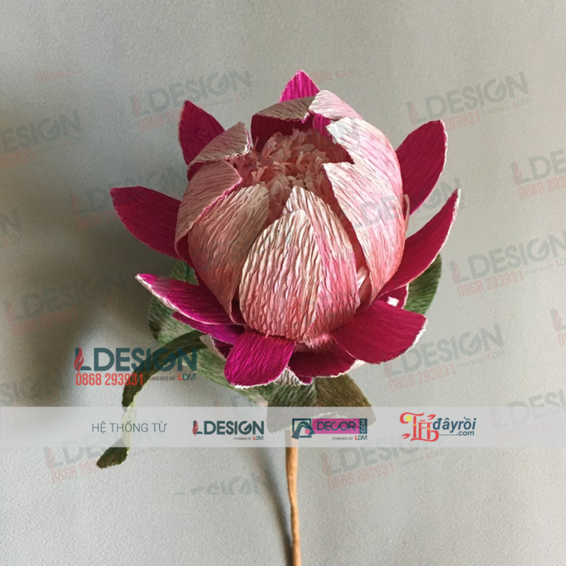 Hoa Chi đường thảo - Pprotea flower được làm thủ công - Hình ảnh 3
